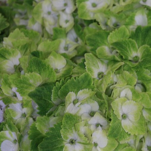 Hydrangea macrophylla 'Magical Noblesse'